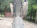 P1010010.jpg